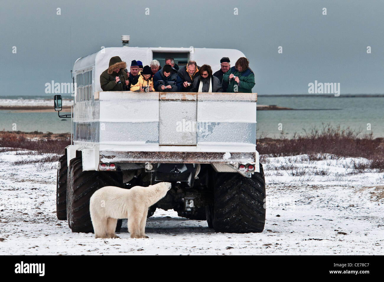 Tourists viewing a curious polar bear from the rear platform of a polar rover, Wapusk National Park, Churchill, Manitoba, Canada Stock Photo