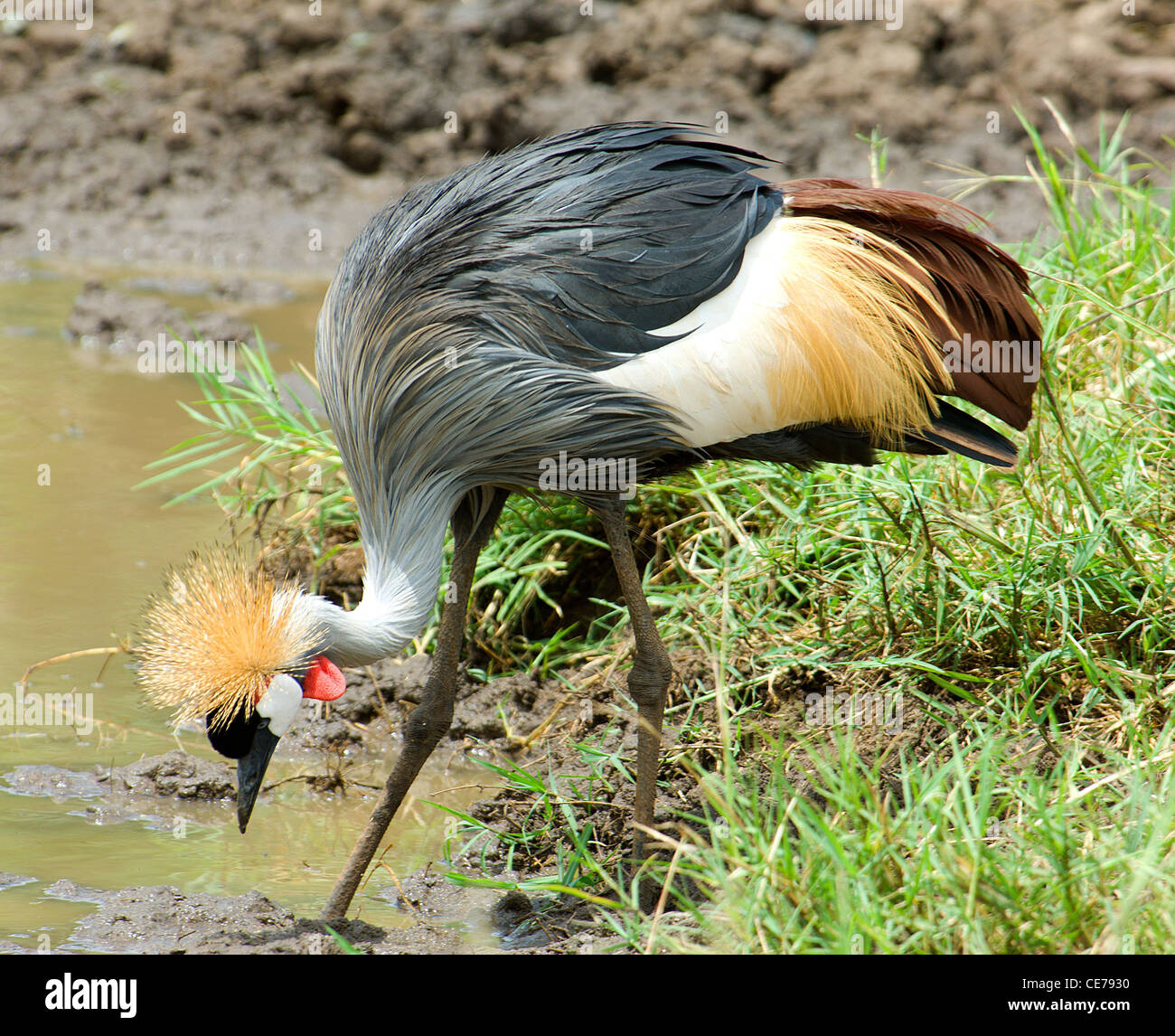 a-great-crested-crane-the-national-bird-of-uganda-stalks-a-fish-in-a