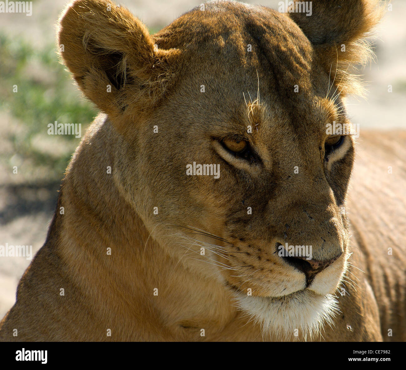 Full grown lion hi-res stock photography and images - Alamy
