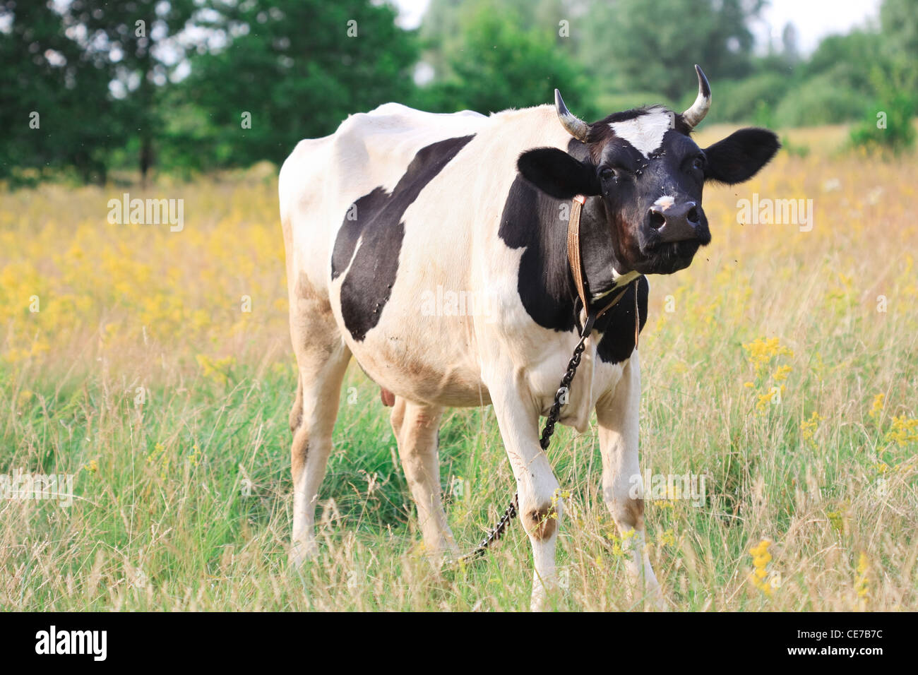 cow on meadow Stock Photo - Alamy