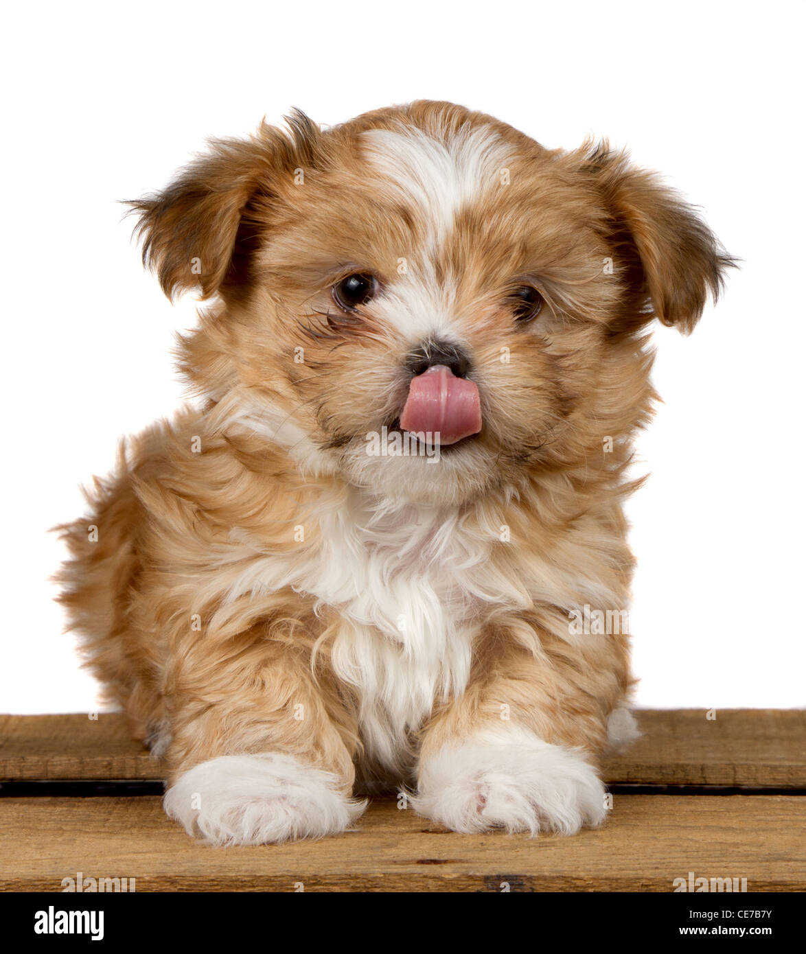 a small brown fluffy puppy, licking his nose. sitting on a wooden plank  isolated on a white background Stock Photo - Alamy