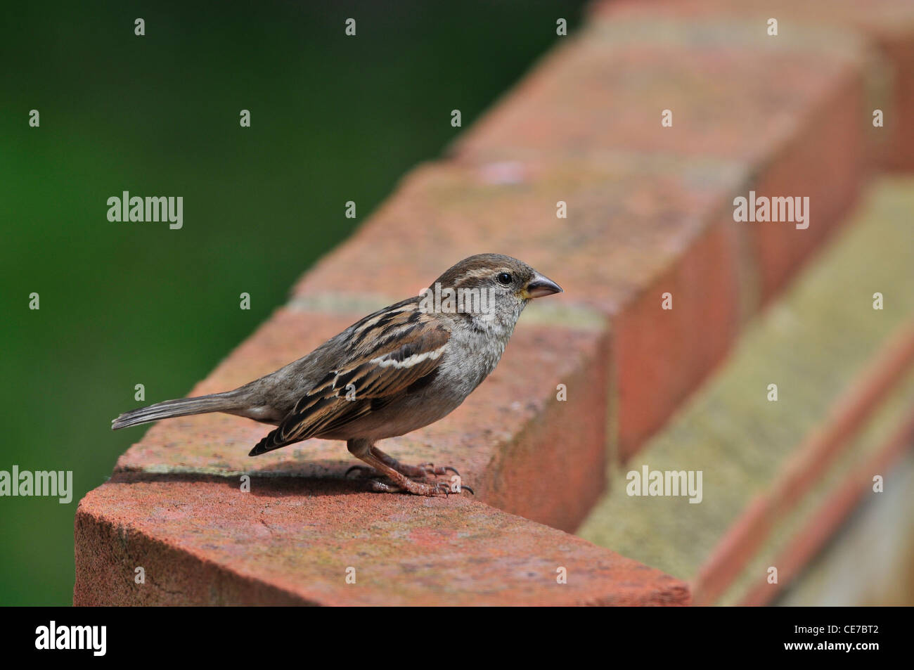 House sparrow (Passer domesticus) - female Stock Photo