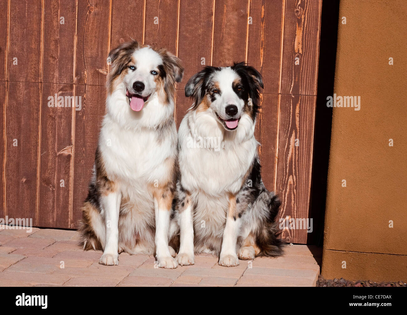 Two Australian Shepherds sitting in front of a wooden garage door Stock Photo