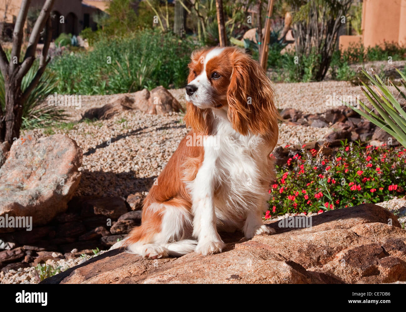 A Cavalier King Charles Spaniel sitting on a rock in a garden with wind blowing Stock Photo