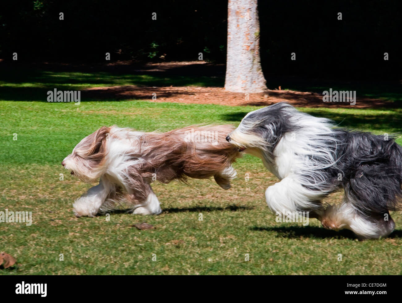 Two Bearded Collies running through a park Stock Photo