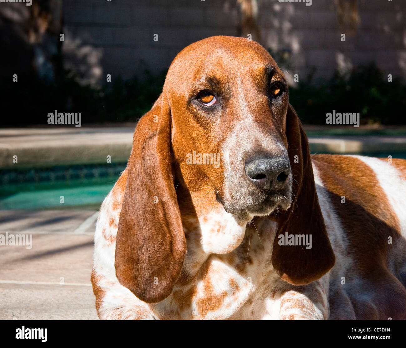 Portrait of a Basset Hound by a swimming pool Stock Photo