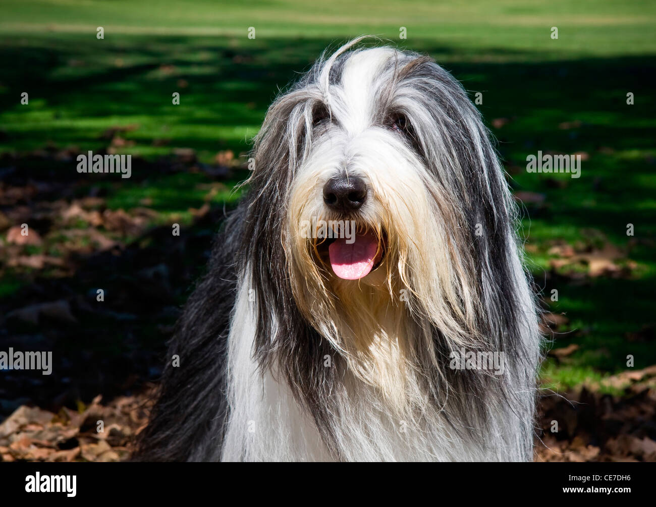 Front View Of A White And Gray Seated Bearded Collie Stock Photo - Download  Image Now - iStock