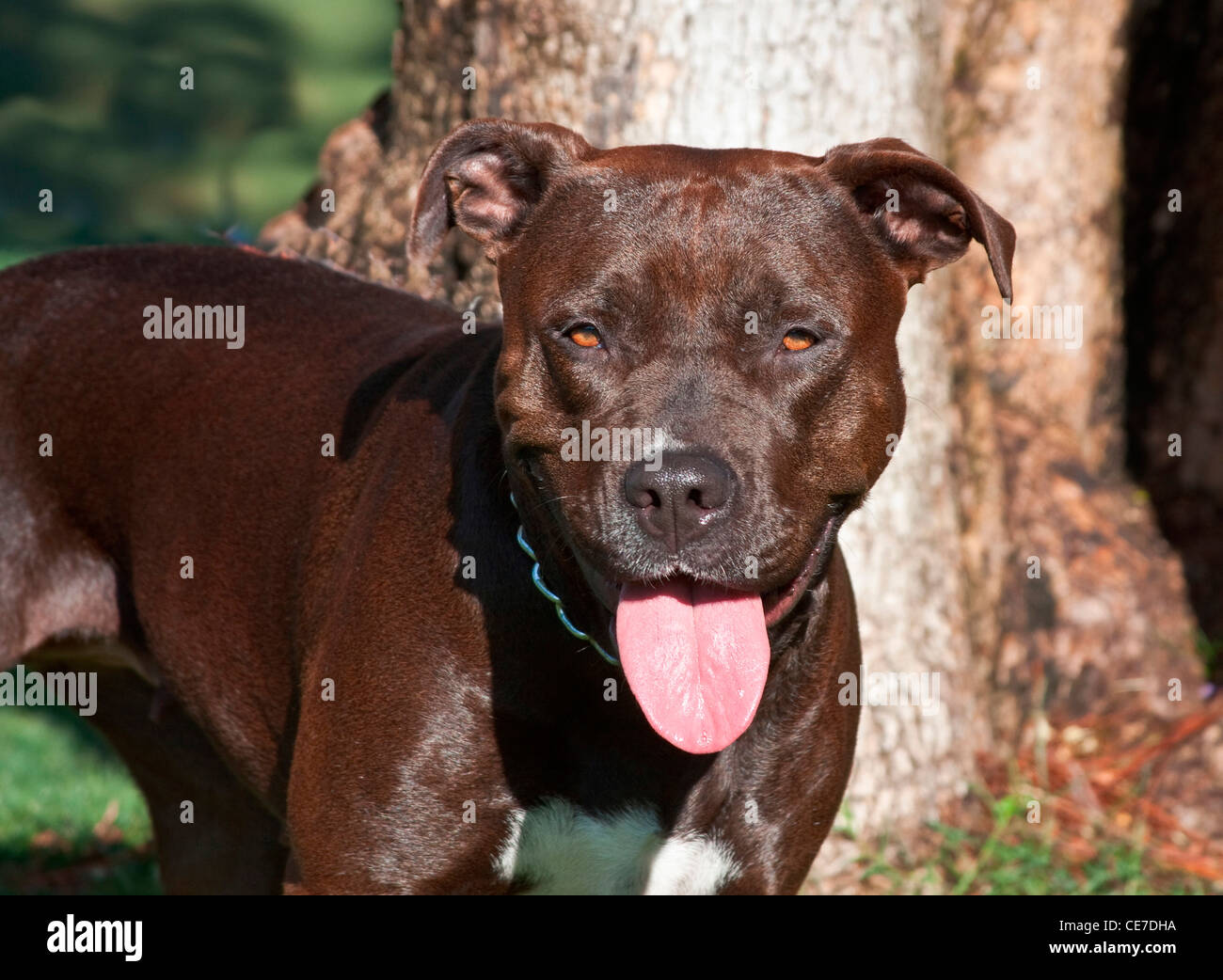 An American Pitt Bull Terrier standing in a park Stock Photo