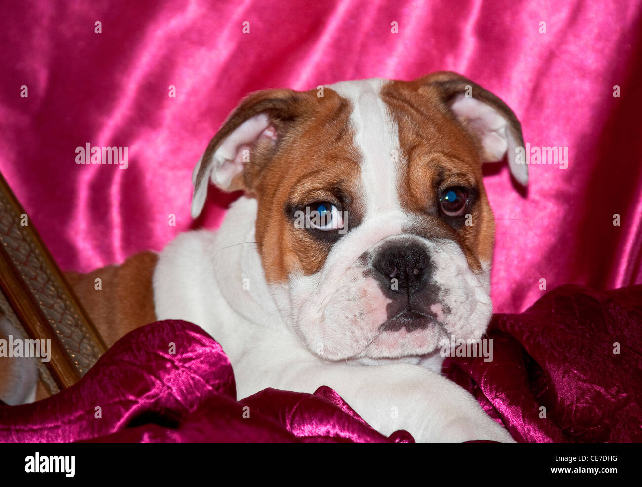 An English Bulldog puppy lying in pink satin fabric Stock Photo