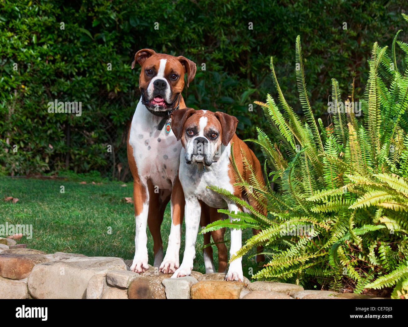 Two Boxer dogs standing on a sandstone rock wall in a garden Stock Photo