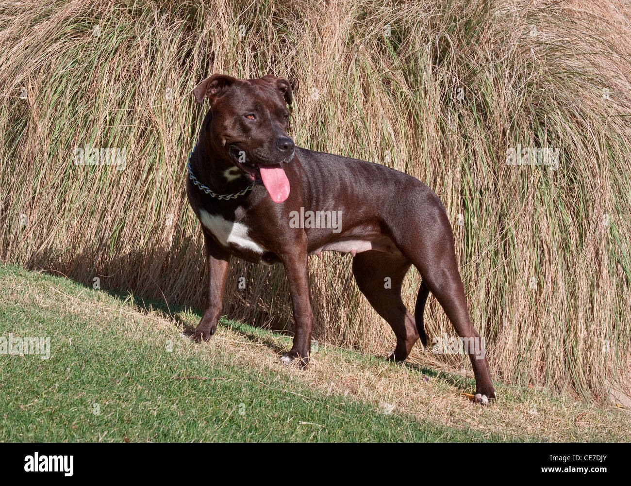 An American Pitt Bull Terrier dog standing by tall grasses at a park Stock Photo
