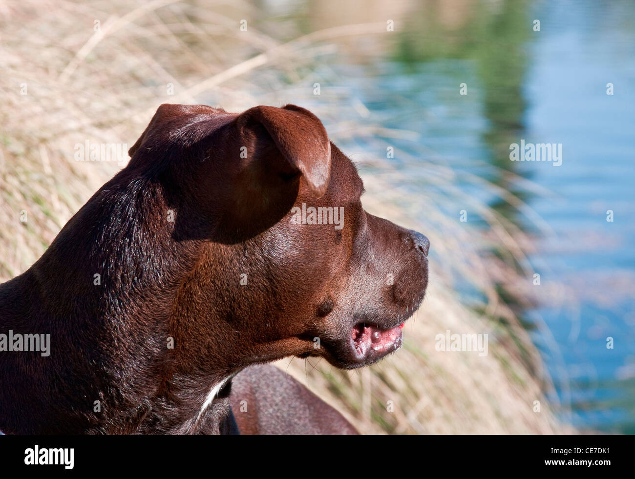 Portrait of an American Pitt Bull Terrier dog looking over at a lake Stock Photo