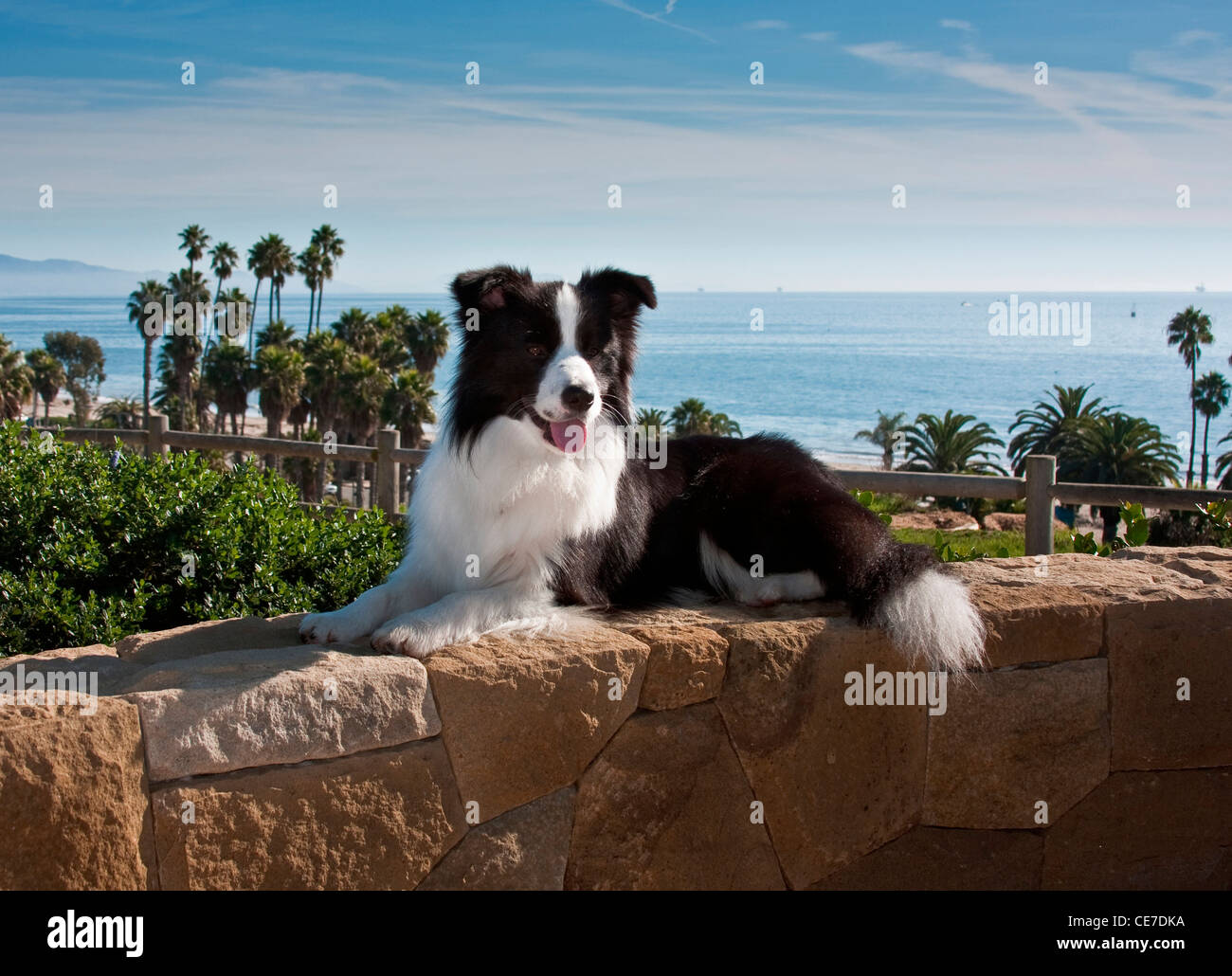 A Border Collie lying on a sandstone rock wall overlooking the Pacific Ocean Stock Photo