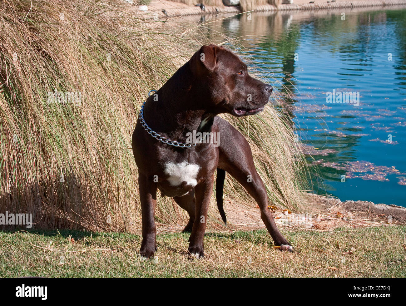 An American Pitt Bull Terrier dog standing by a lake looking back at the water Stock Photo