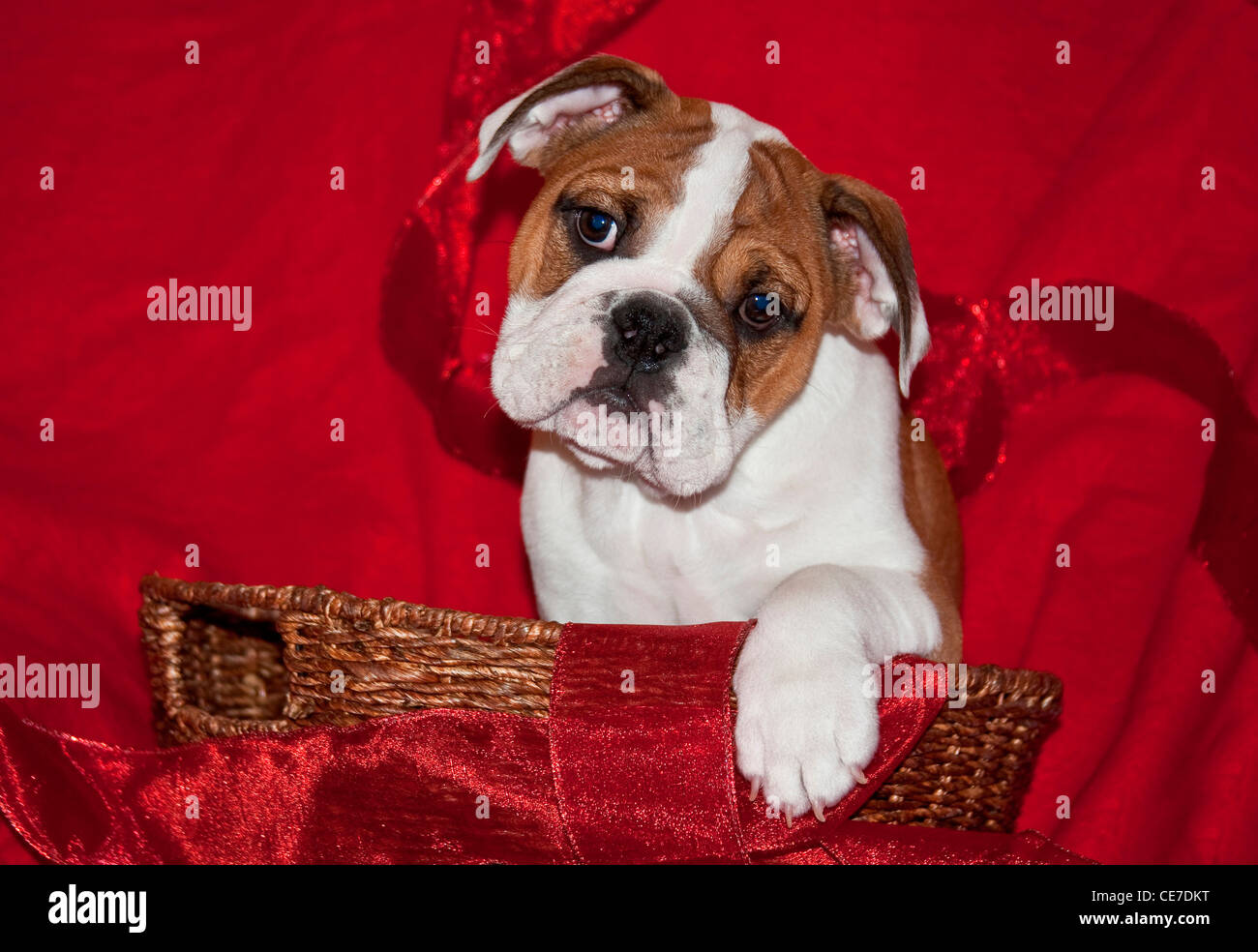An English Bulldog puppy in a wicker basket with red ribbon and red fabric background Stock Photo
