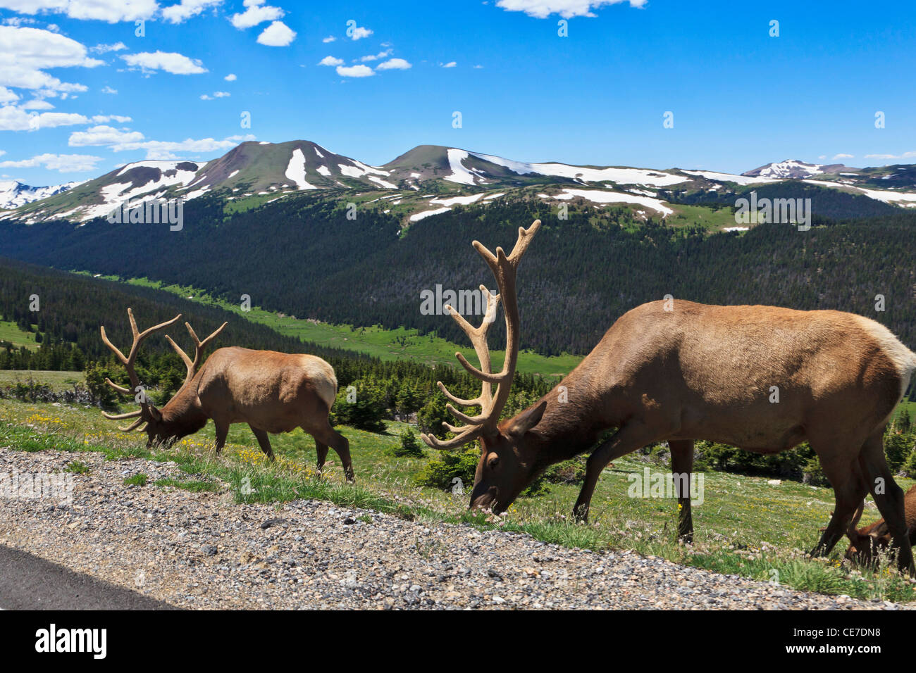 USA, Colorado, Rocky Mountain National Park,bull elk (Cervus elaphus ...