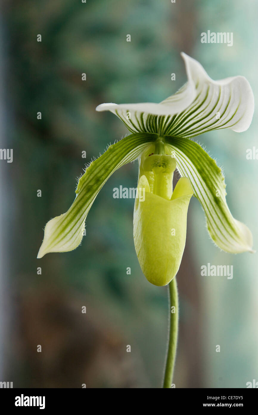 Naples, Florida, USA, Paphiopedilum hybrid orchid. Stock Photo