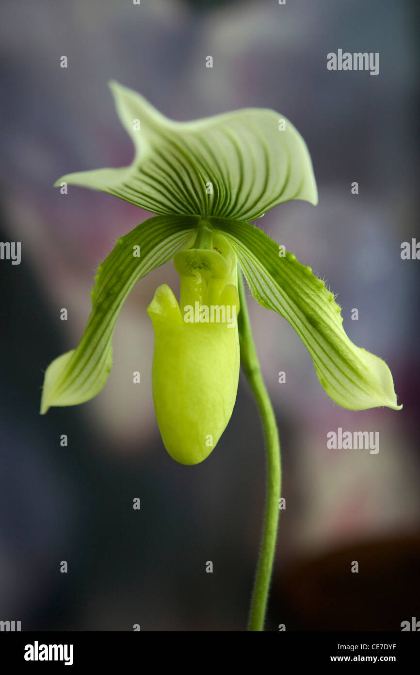 Naples, Florida, USA, Paphiopedilum hybrid orchid. Stock Photo