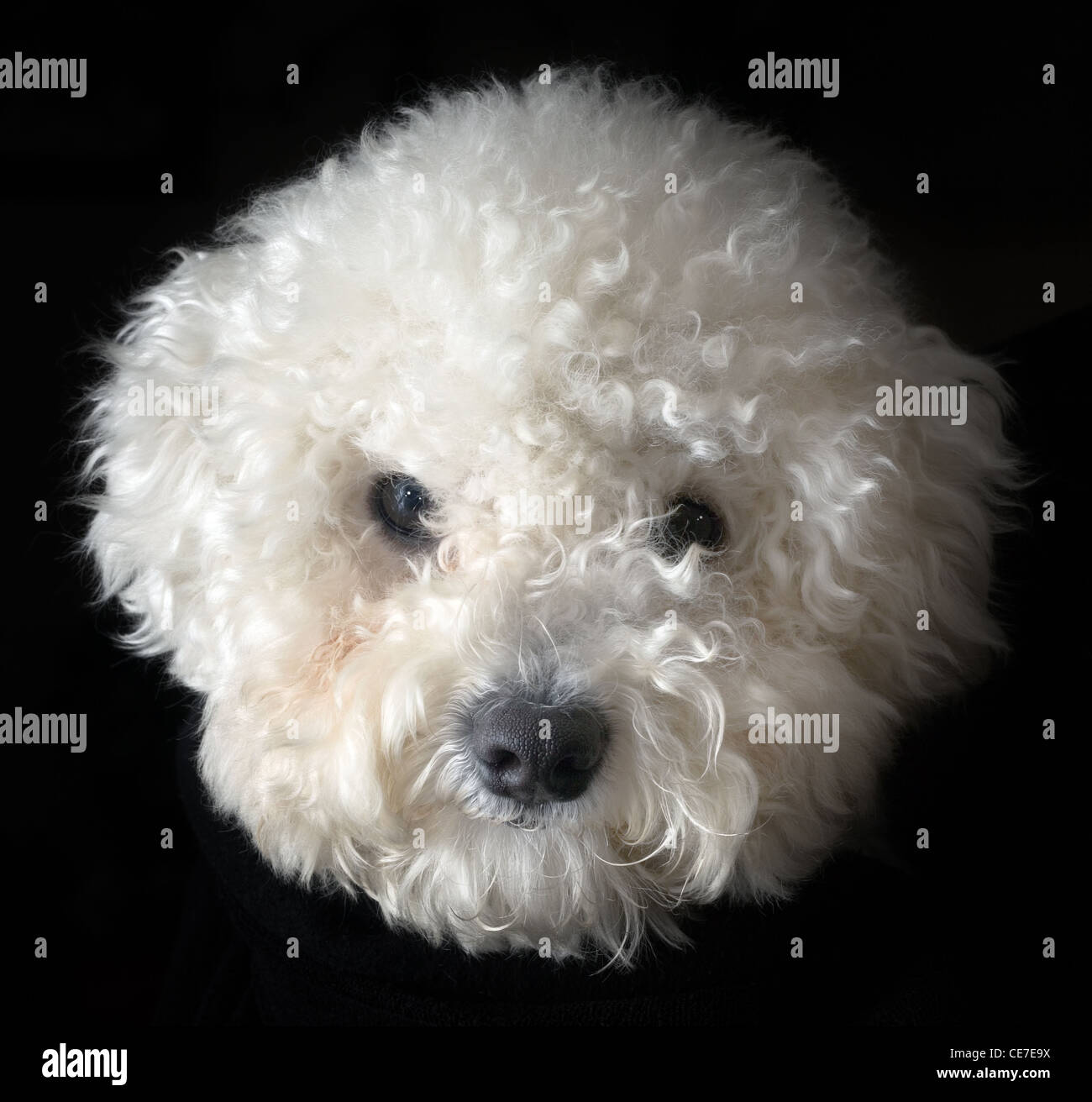 Snowball Head of Bichon Frise dog isolated on black background Stock