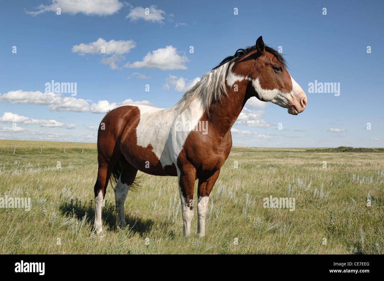 A male painted horse standing in a field of grass during the summer. Stock Photo