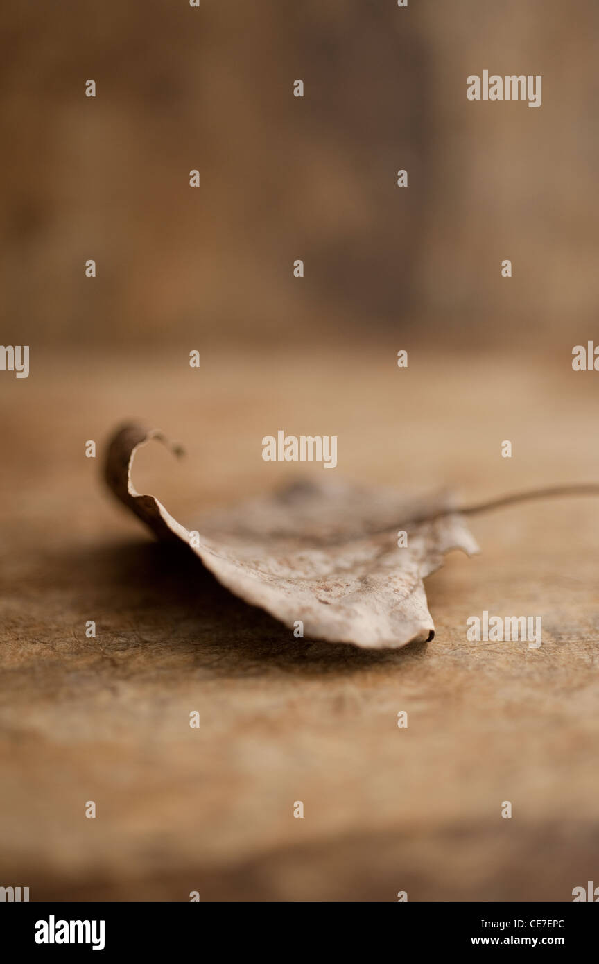 A fallen leaf curled in upon itself. Stock Photo