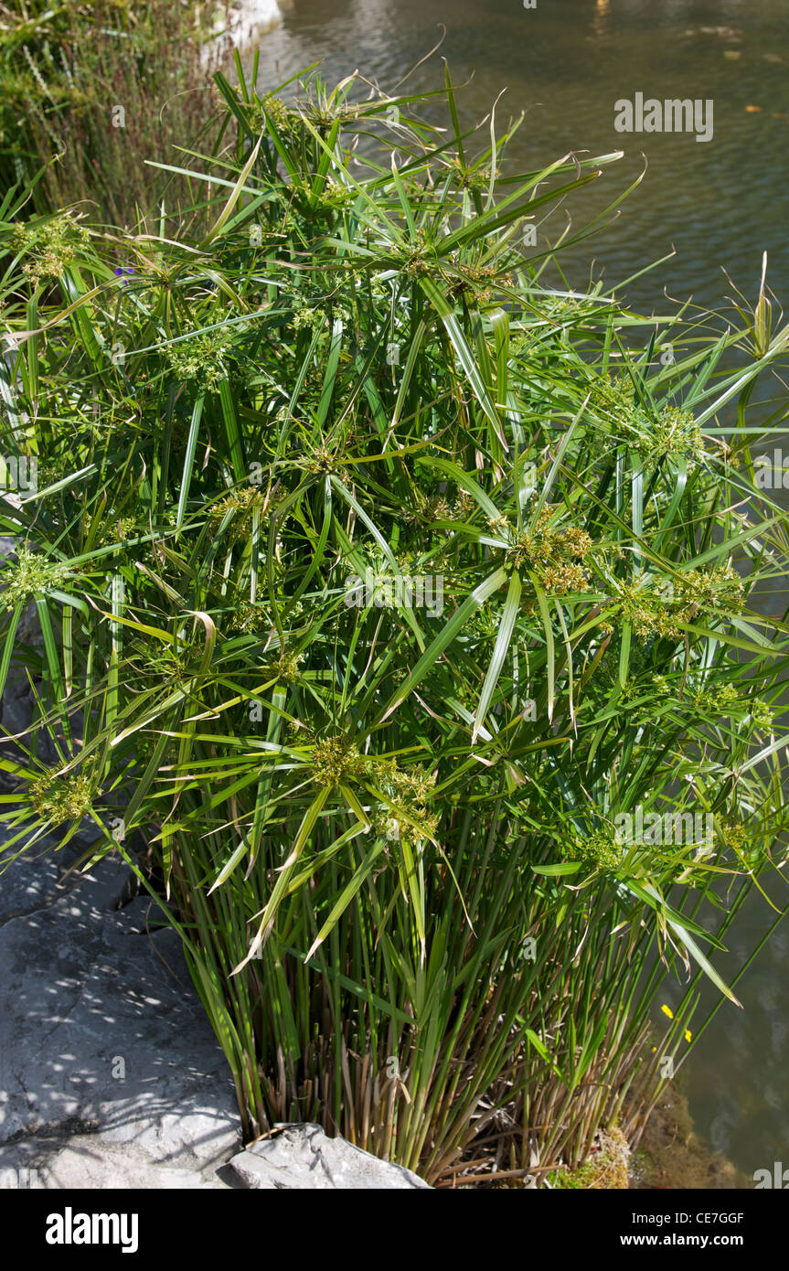 Umbrella - sedge, Cyperus albostriatus, in The Dunedin Chinese Garden  New Zealand Stock Photo