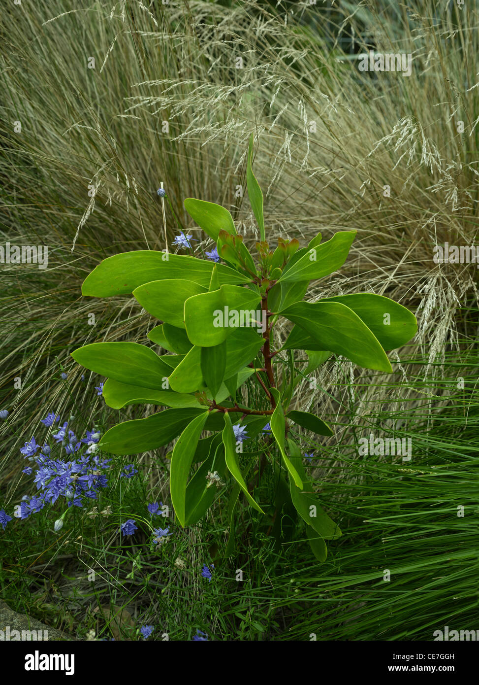 Persoonia levis, Australian native plant Stock Photo