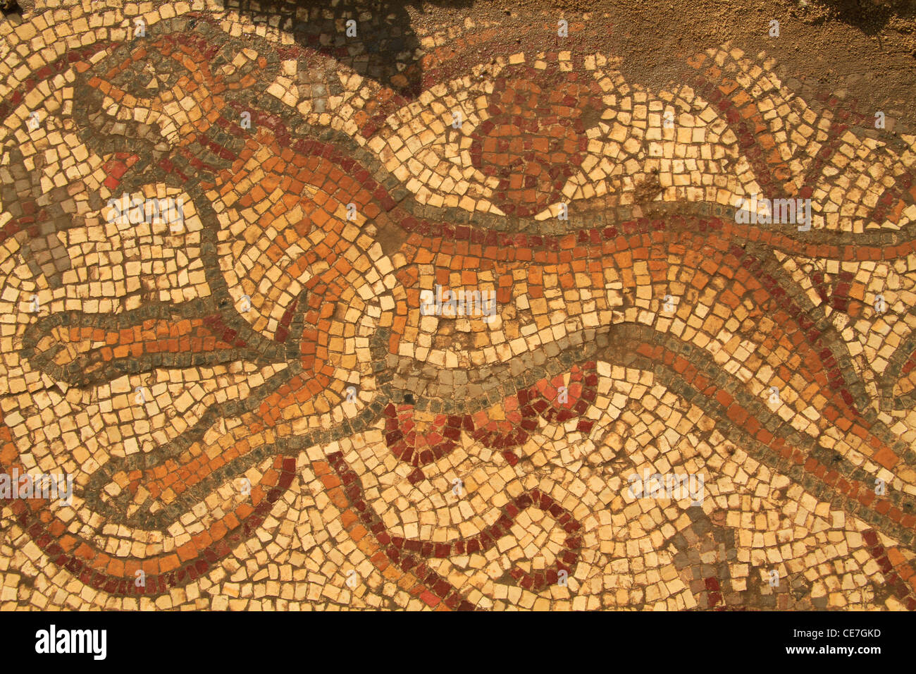 Israel, Shephelah, the mosaic floor at the Byzantine Church in Beth Loya, a Tiger Stock Photo