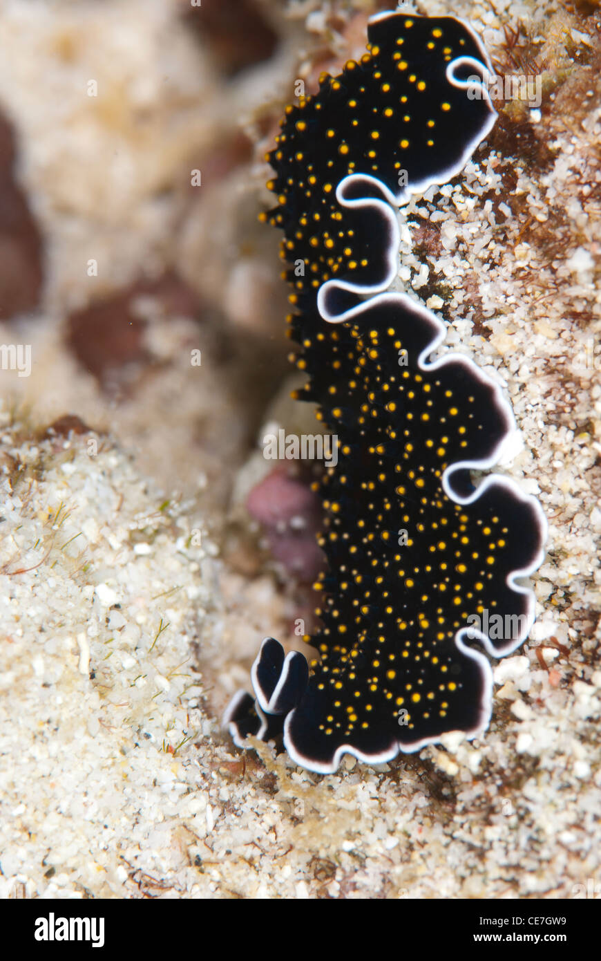 A Starry flatworm is descending from a small edge of the reef of Siladen in the Bunaken Marine Park, North Sulawesi, Indonesia Stock Photo