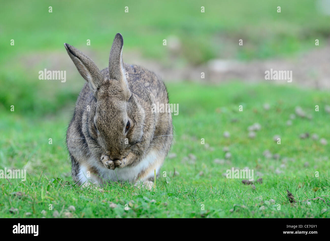 European rabbit washing Stock Photo Alamy
