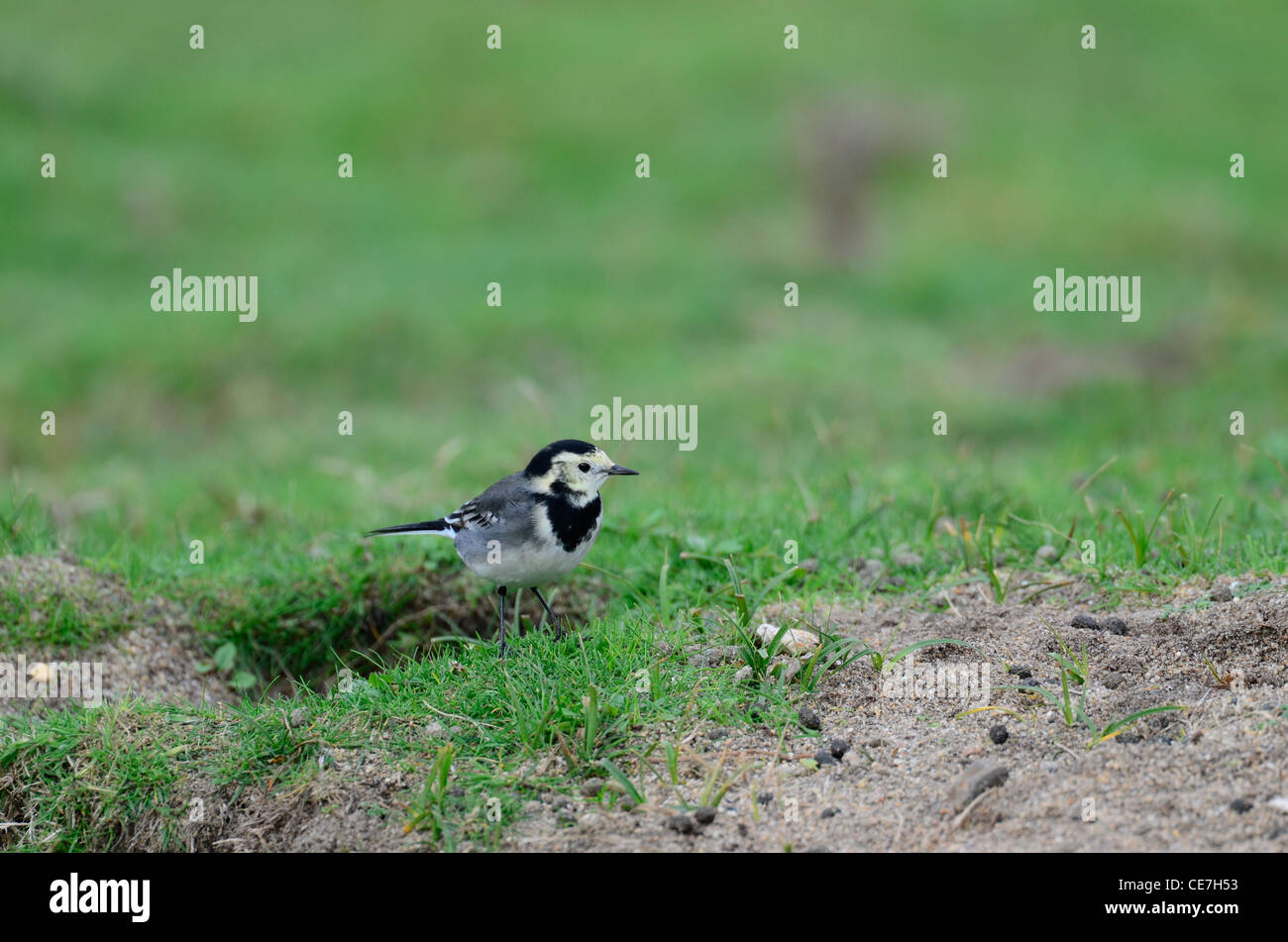 Pied wagtail on some grass Stock Photo