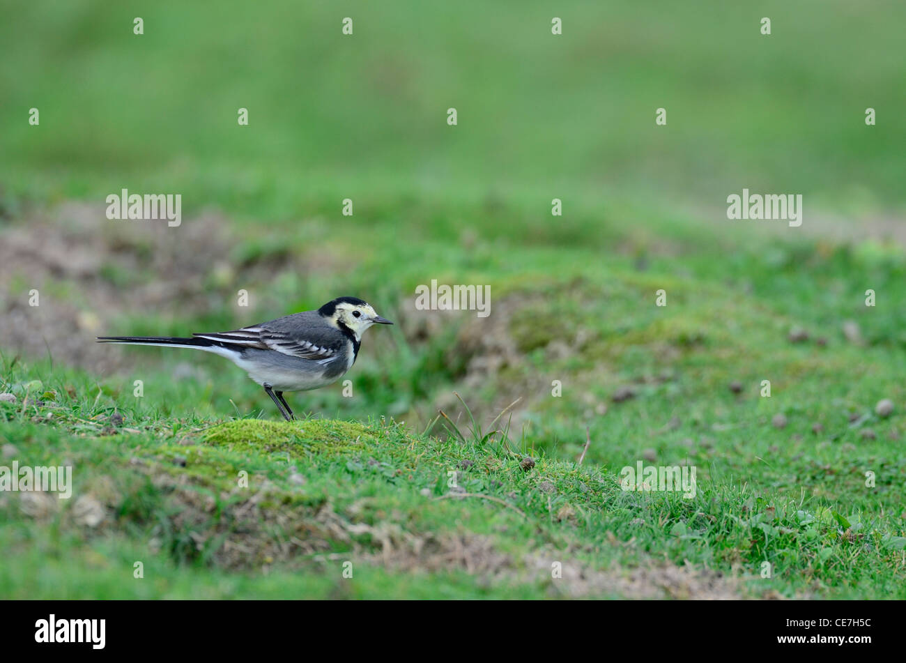 Pied wagtail on grass Stock Photo
