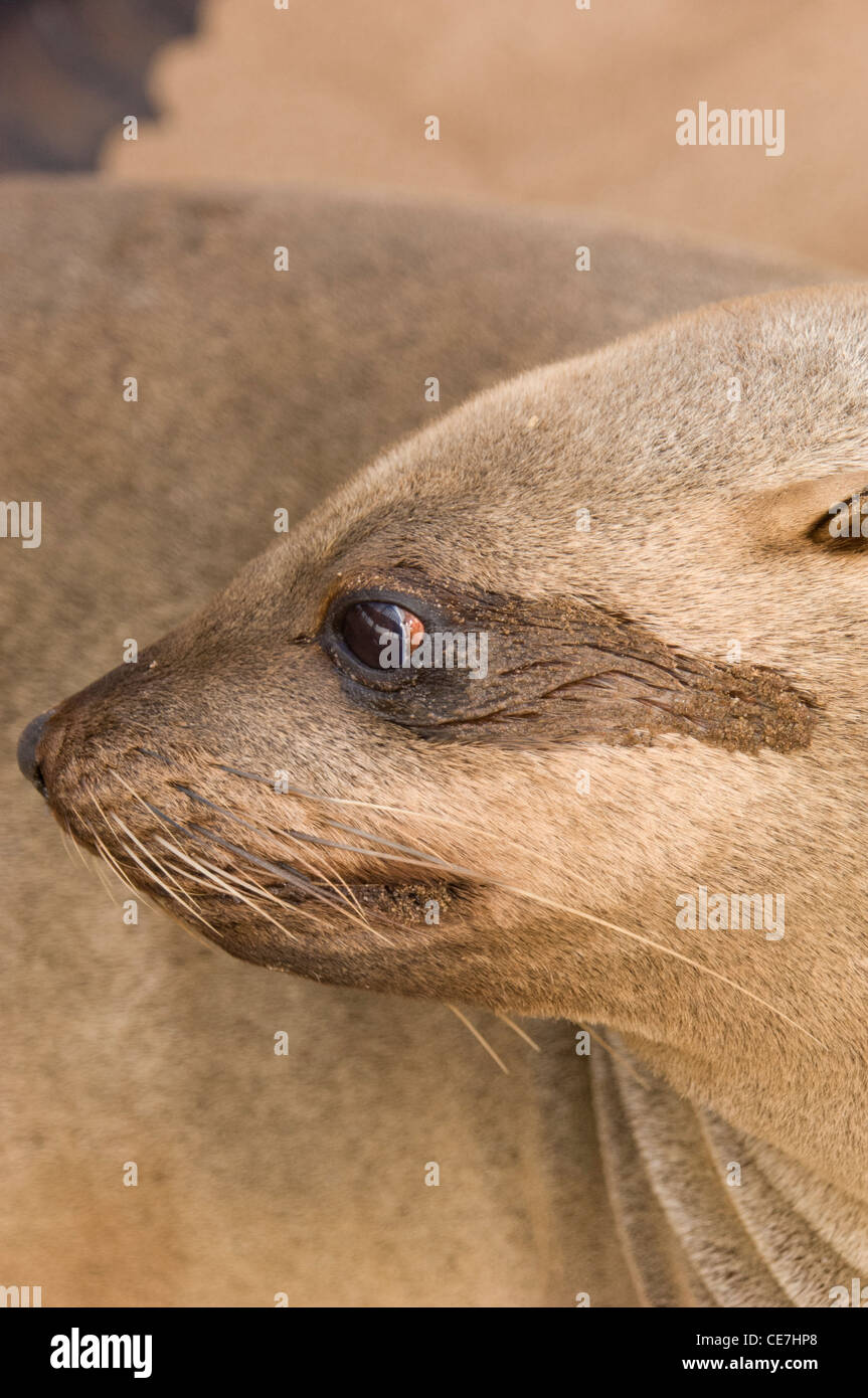 Female Cape fur seal at Cape Cross Seal Reserve. Skeleton Coast, Namibia. Stock Photo