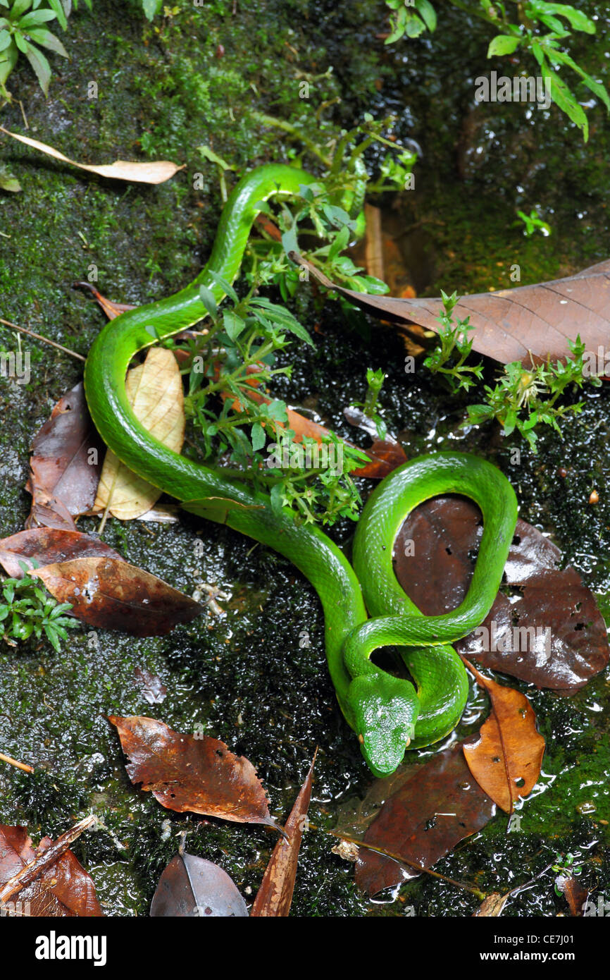 Pit vipers of southeast asia High Resolution Stock Photography and