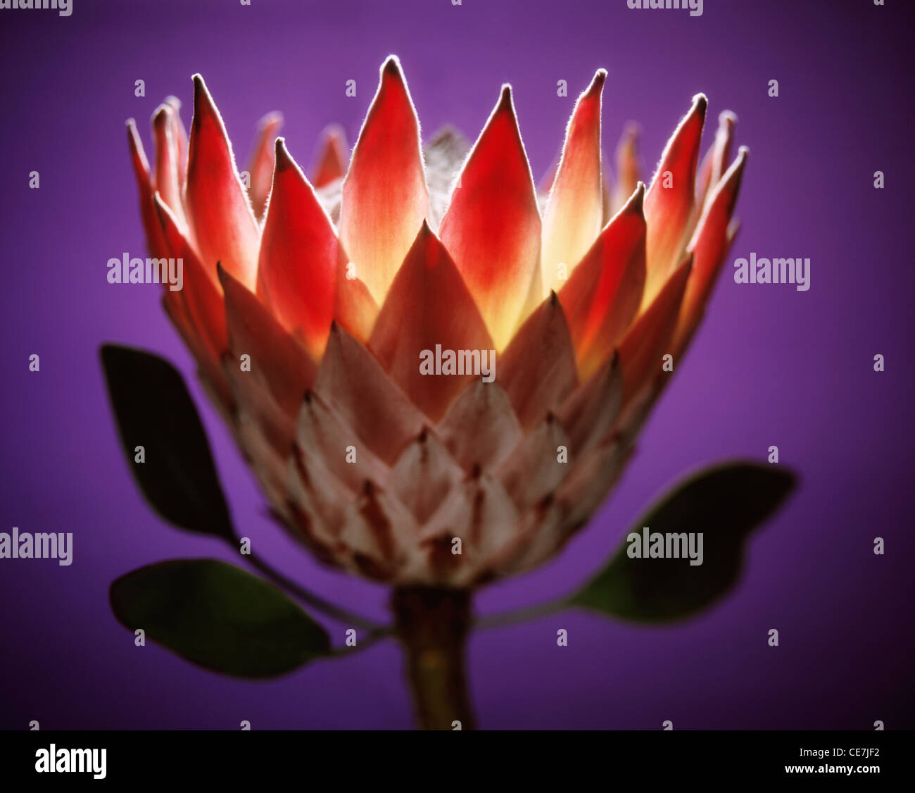 Protea, Protea cynaroides, Purple. Stock Photo