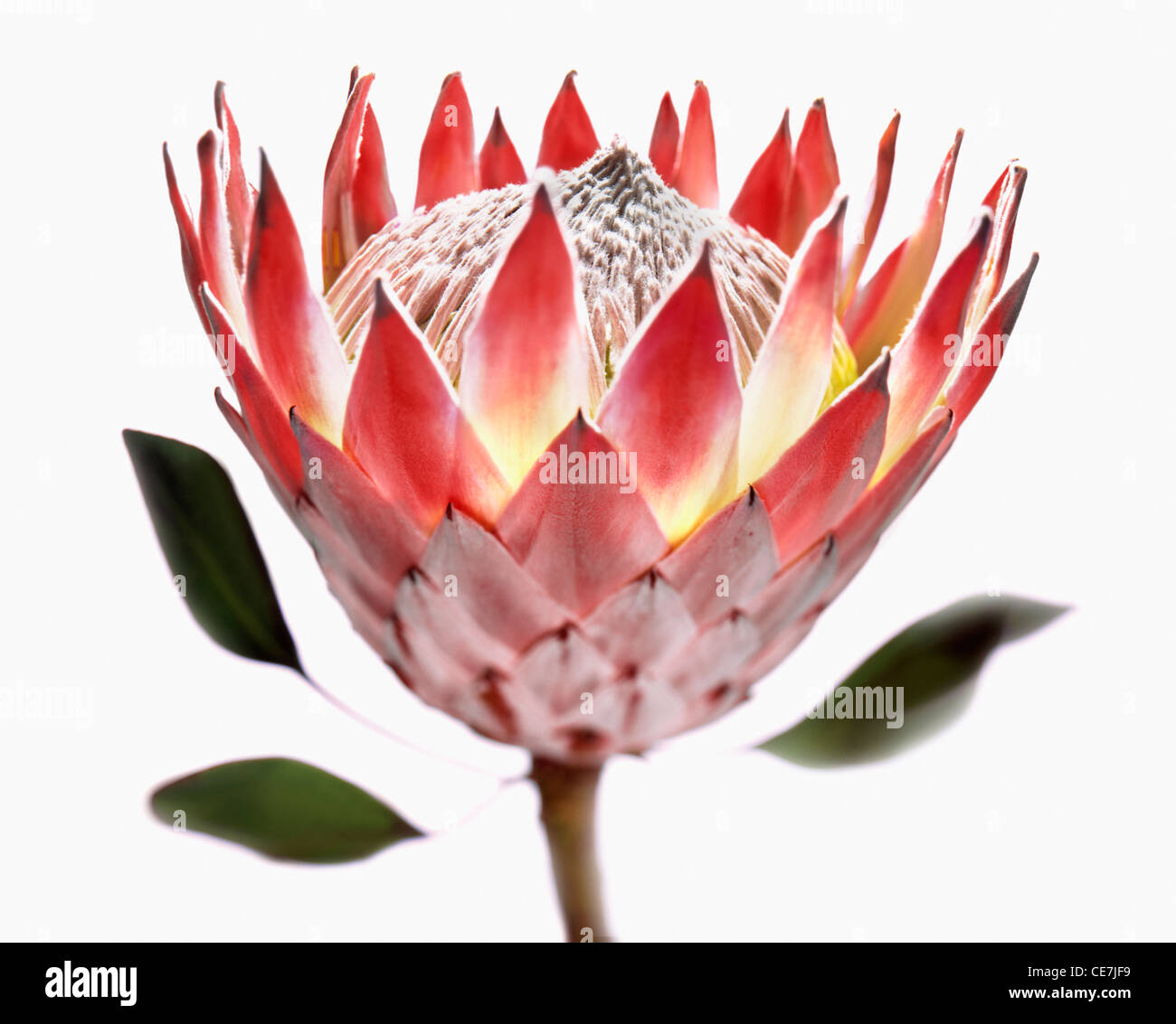 Protea, Protea cynaroides. Stock Photo