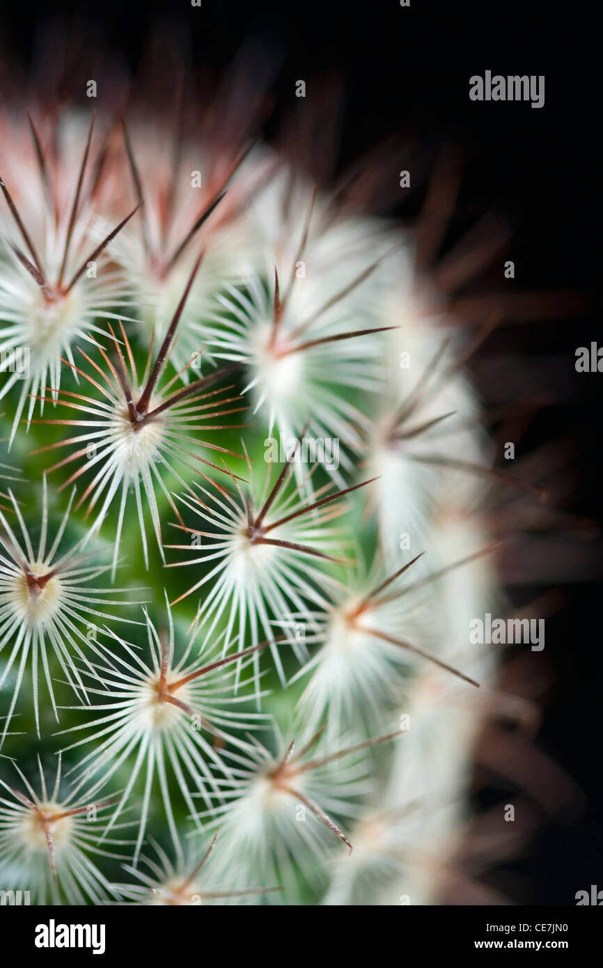 Pincushion cactus, Mammillaria microhelia, Close up of green succulent