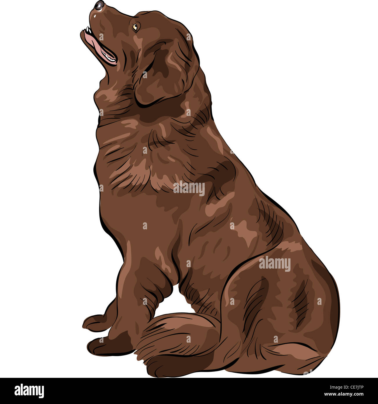 color sketch of the dog Newfoundland hound breed sitting Stock Photo