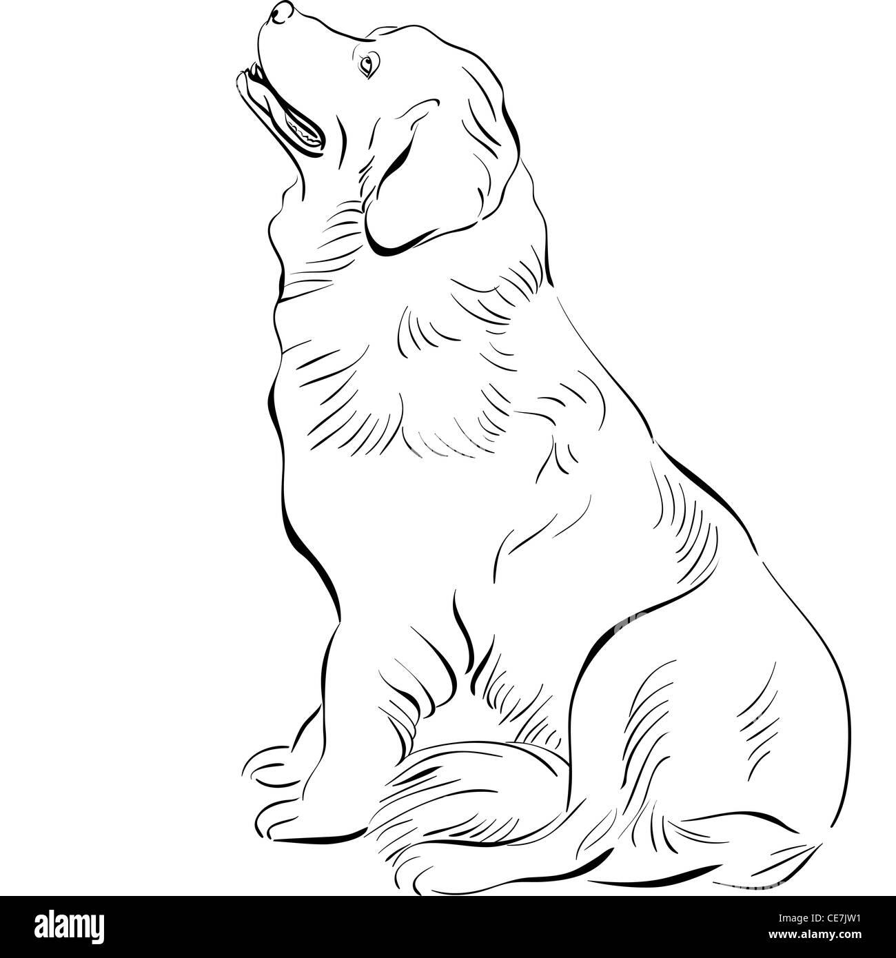 black and white sketch of the dog Newfoundland hound breed sitting Stock Photo