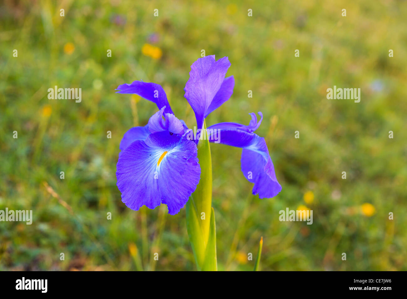 English Iris Iris Latifolia On Mountain Meadow Ordesa And Monte Perdido National Park Pyrenees Huesca Aragon Spain Stock Photo Alamy