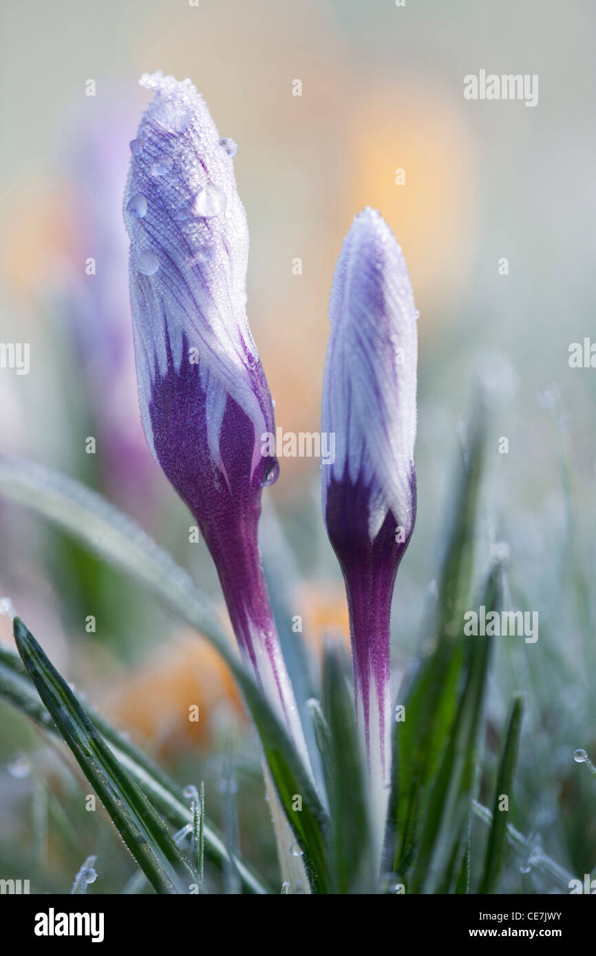 Crocus, Crocus vernus, Purple. Stock Photo