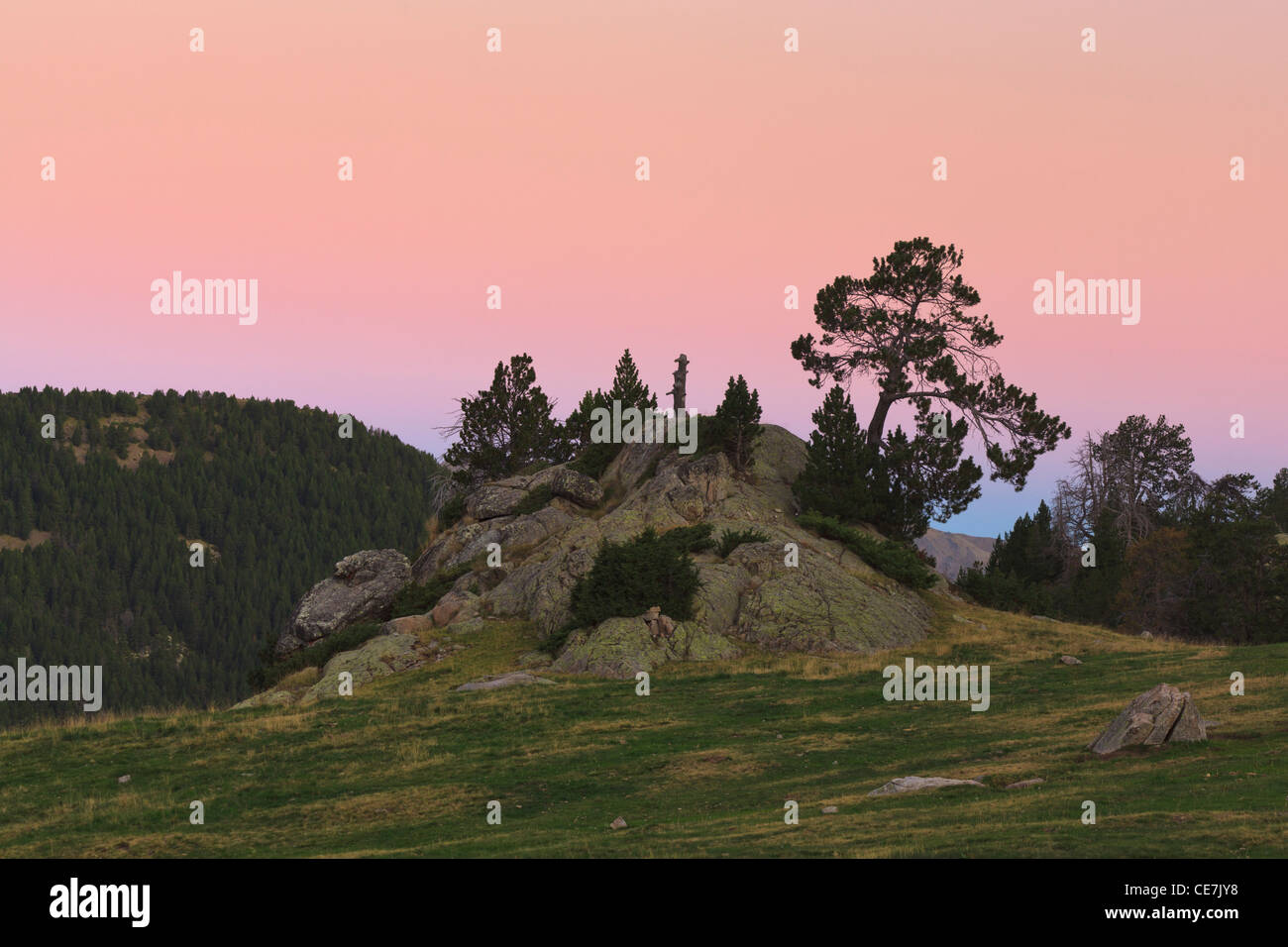 Mountain Pine (Pinus uncinata). Perafita Valley. Pyrenees. Andorra. Stock Photo