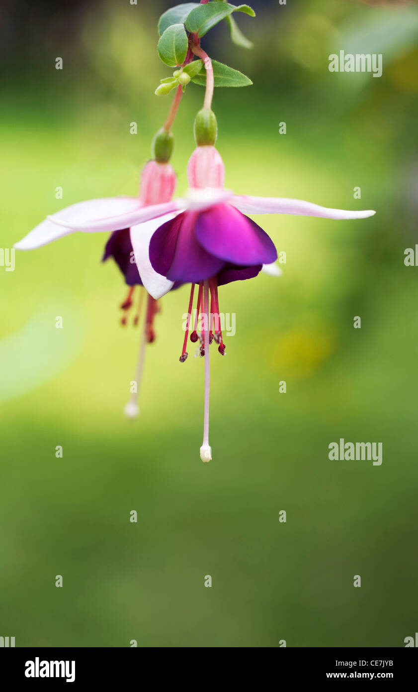 Fuchsia, Fuchsia 'La Campanella', Purple, Green. Stock Photo