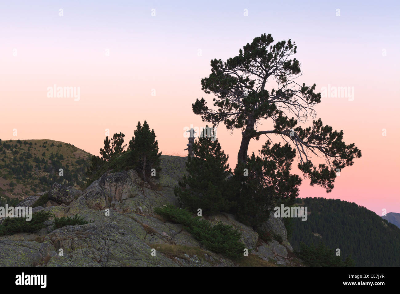 Mountain Pine (Pinus uncinata). Perafita Valley. Pyrenees. Andorra. Stock Photo
