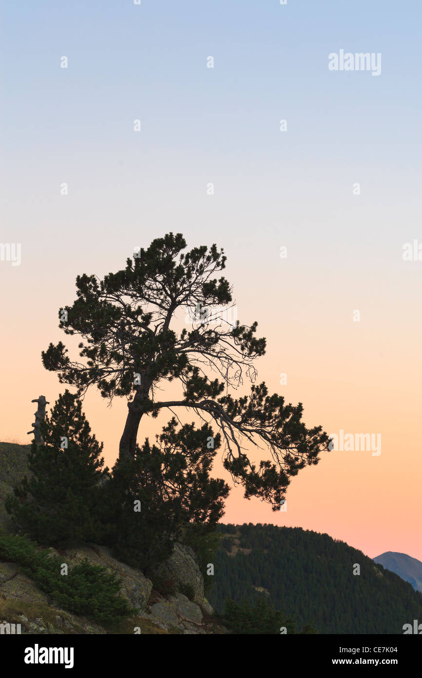 Mountain Pine (Pinus uncinata). Perafita Valley. Pyrenees. Andorra. Stock Photo