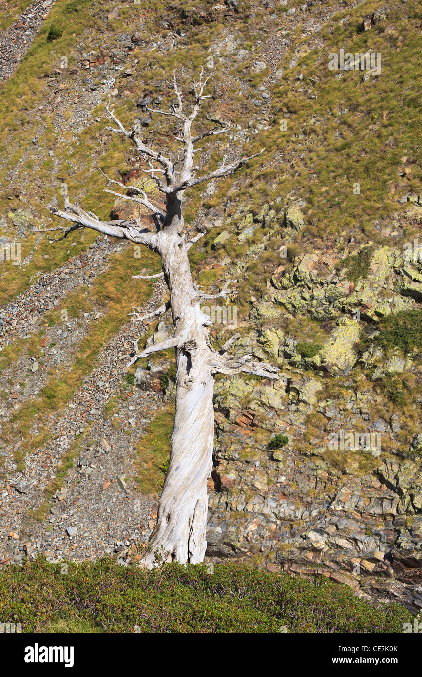 Mountain Pine (Pinus uncinata) dead. Posets-Maladeta Natural Park. Pyrenees. Huesca. Aragon. Spain. Stock Photo