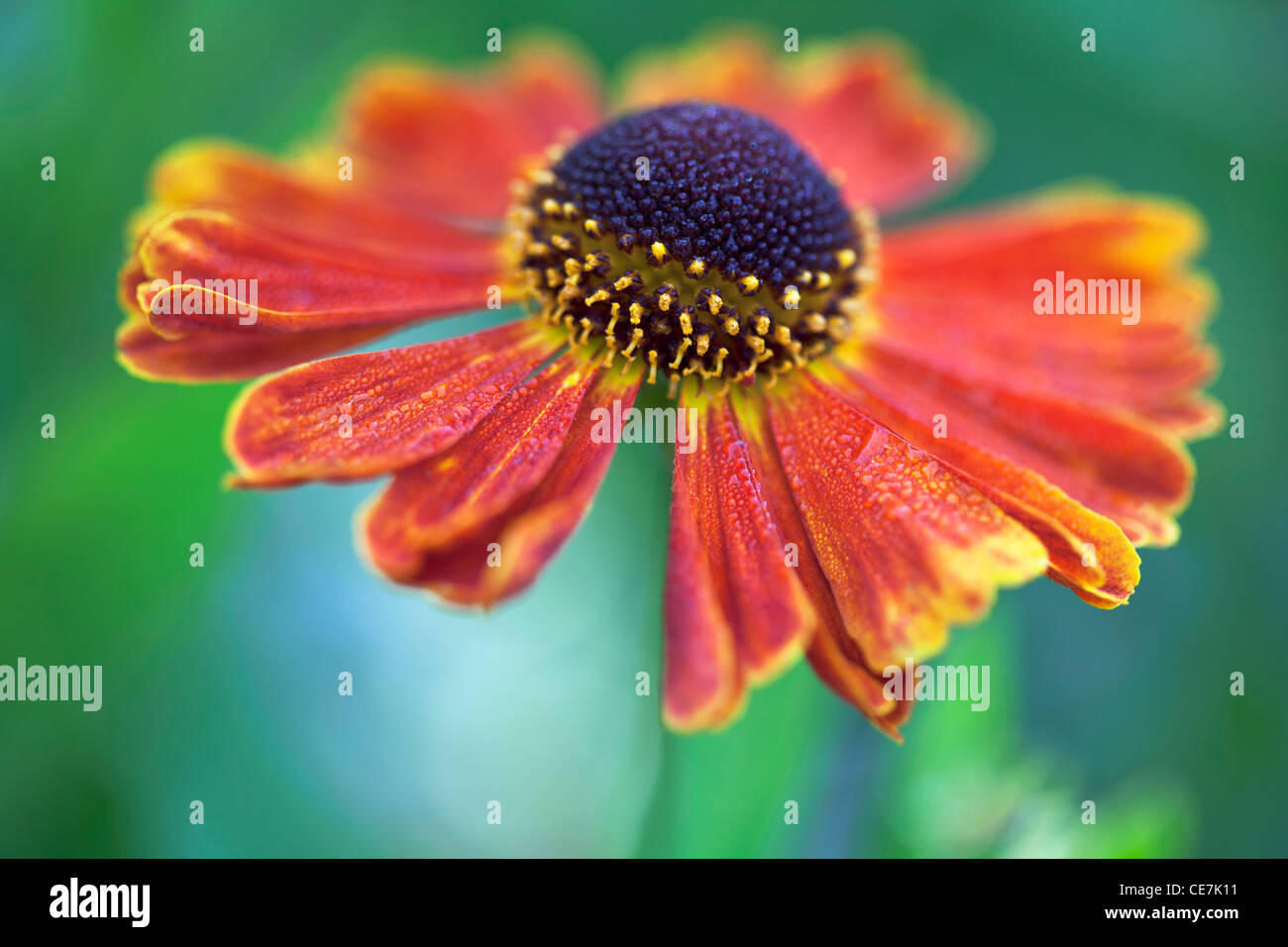 Helen's flower, Sneezeweed, Helenium 'Moerheim Beauty', Orange. Stock Photo