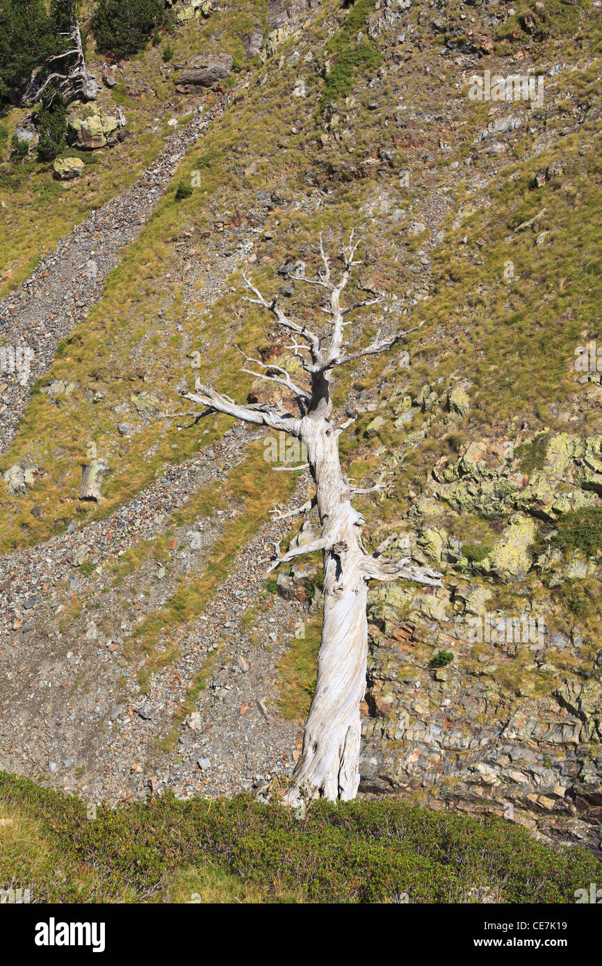 Mountain Pine (Pinus uncinata) dead. Posets-Maladeta Natural Park. Pyrenees. Huesca. Aragon. Spain. Stock Photo