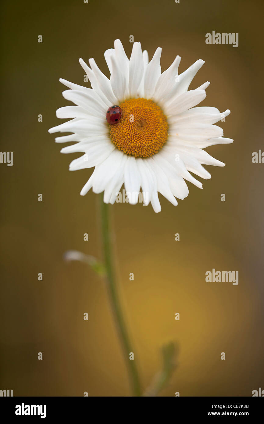 Daisy, Ox-eye daisy, Leucanthemum vulgare, White. Stock Photo