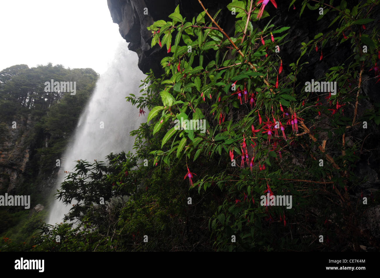 Fuschia magellanicus flowering at El Saltillo waterfall, Parque Nacional Lanin, Neuquen, Argentina Stock Photo